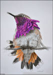 Bright hummingbird by Verenique