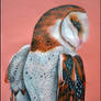 Barn owl