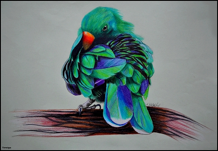 New Guinea parrot