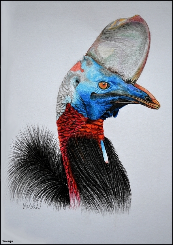 Southern Cassowary