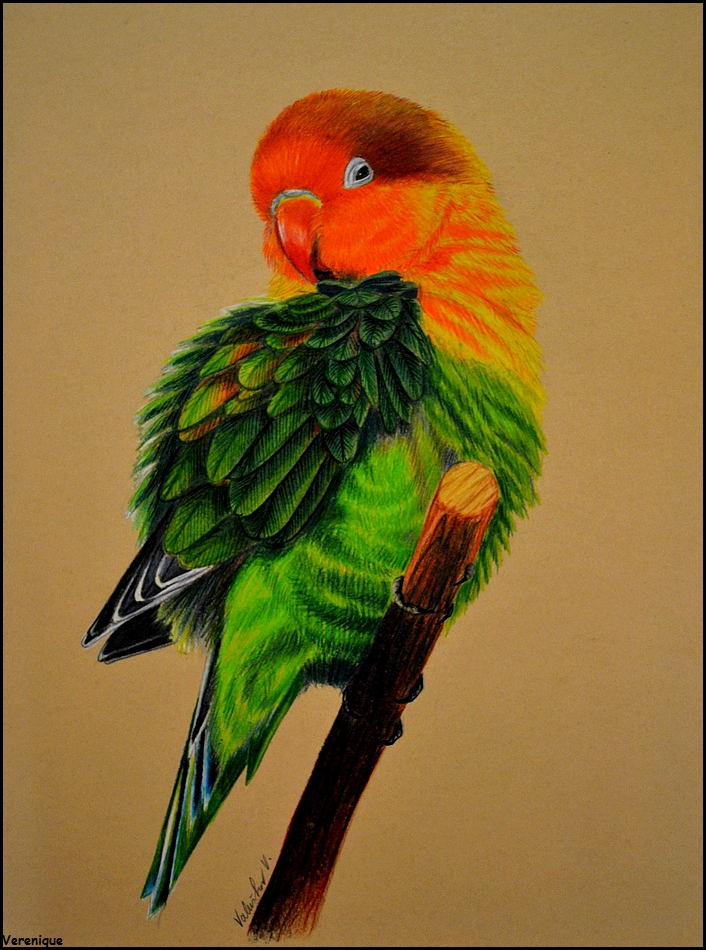 Fischer`s Lovebird