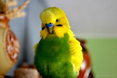 My little bird's friend 5. by Verenique