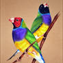 Gouldian finches