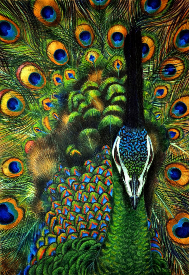 Green peafowl by Verenique