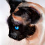 Siamese cat.
