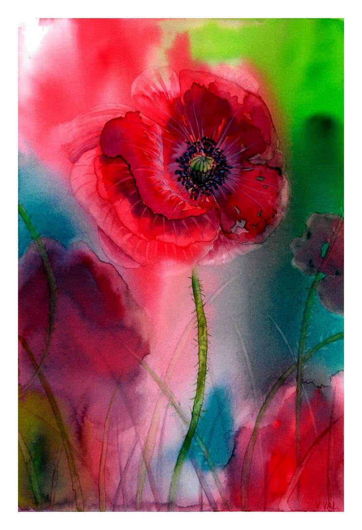 Papaver rhoeas by Verenique