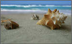 Shells on the beach by Dahook