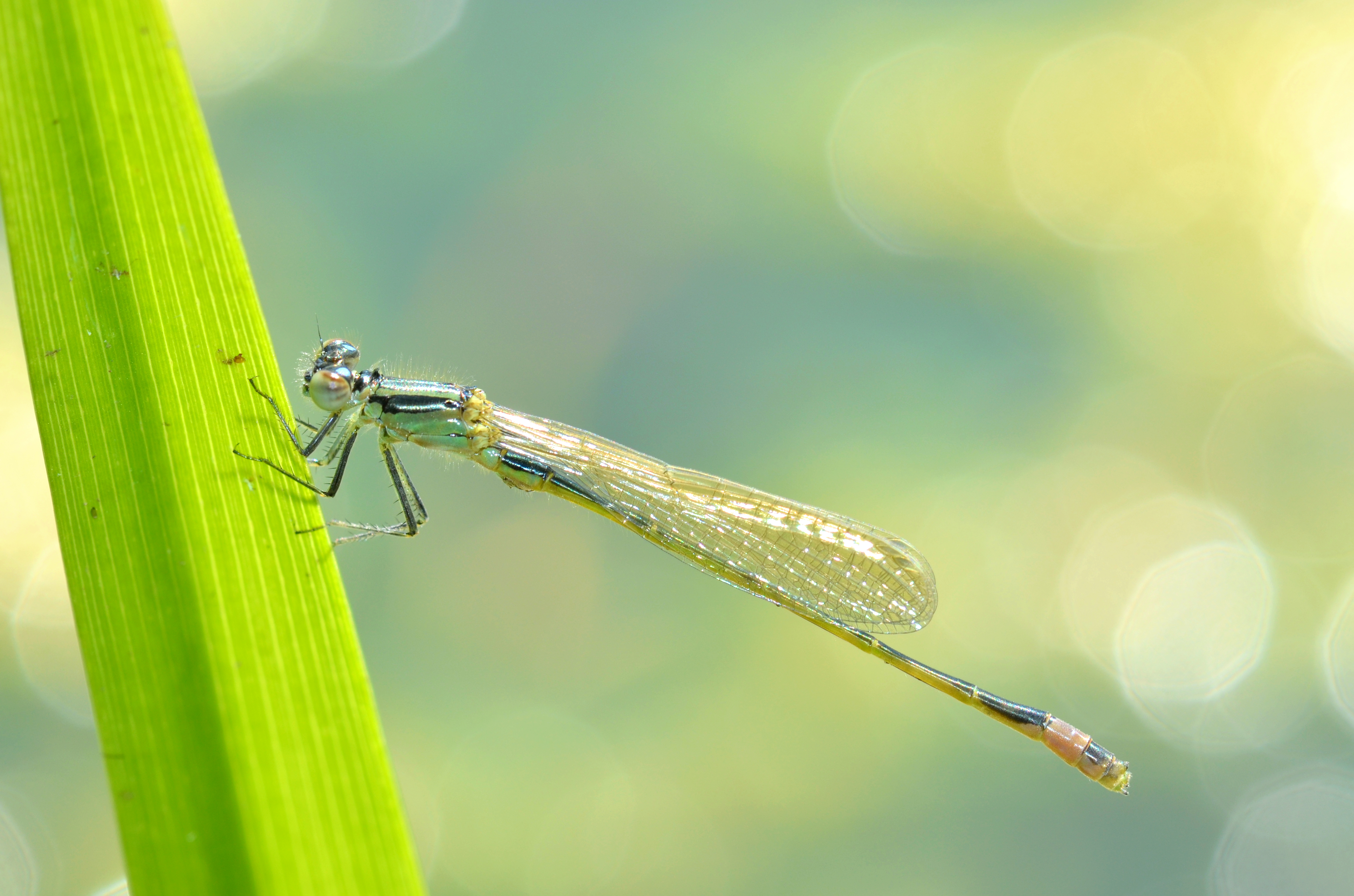 Damselfly by the water