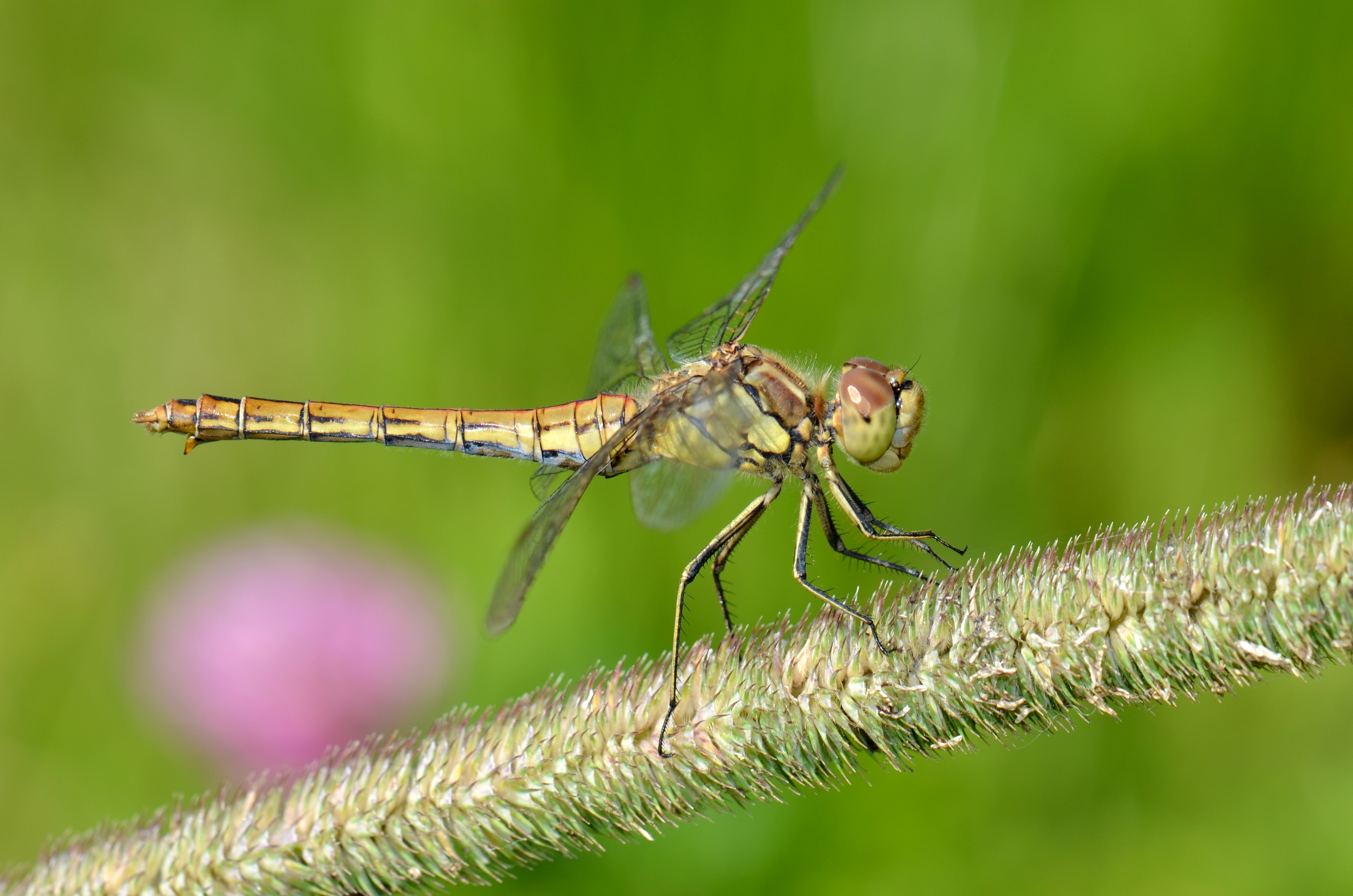 Dragonfly