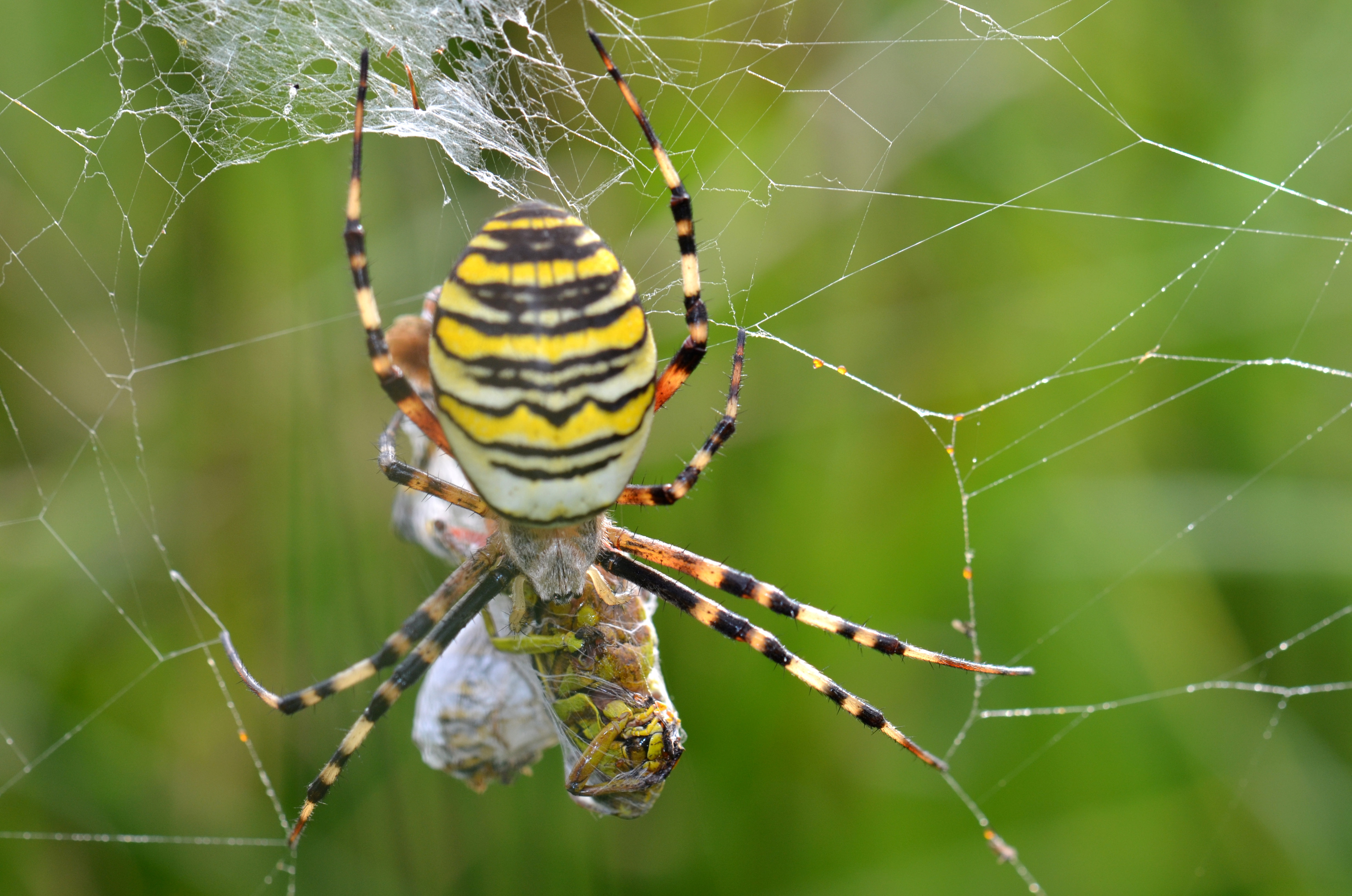 Spider eating a grasshopper