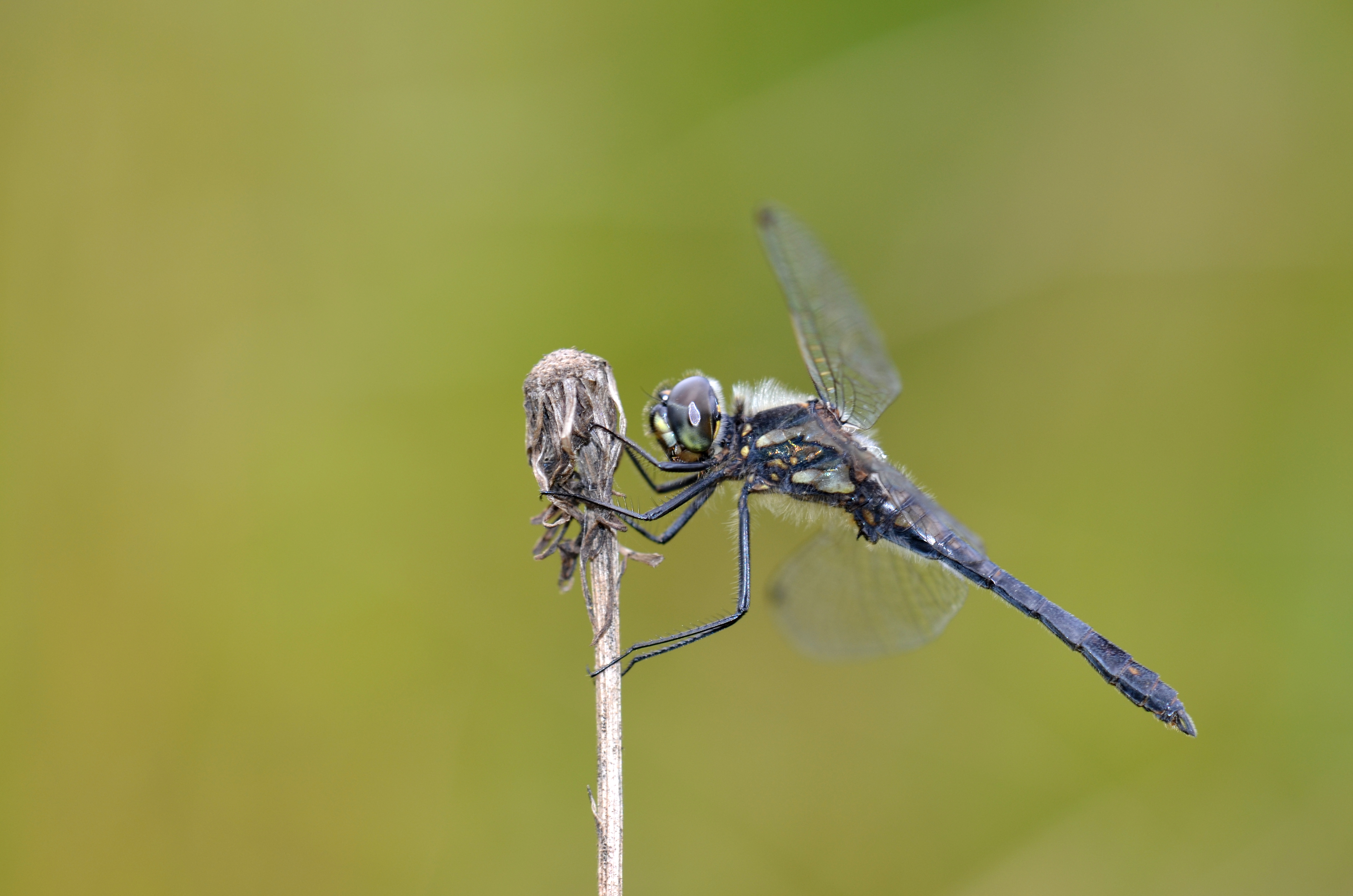 Black dragonfly