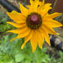 Yellow wildflower 