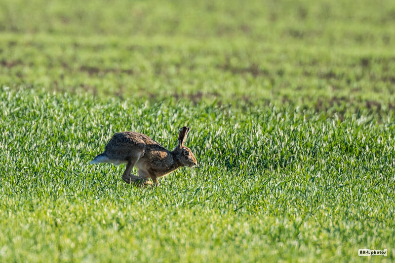 Running rabit by AR-tphotos on DeviantArt
