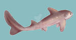 sharktober day 14 Dogfish shark by dinosaphira99