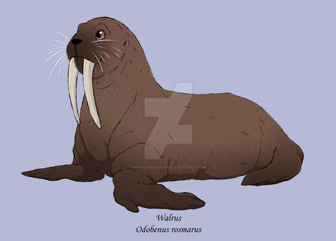 Walrus