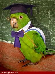 Mr. Parrott