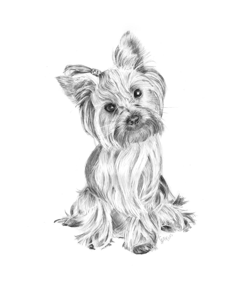 Yorkshire Terrier - Pencil Drawing By Carlsyres On Deviantart
