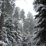Winter Forest BG