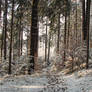 Winter Forest Background 2