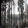 Winter Forest Background 3