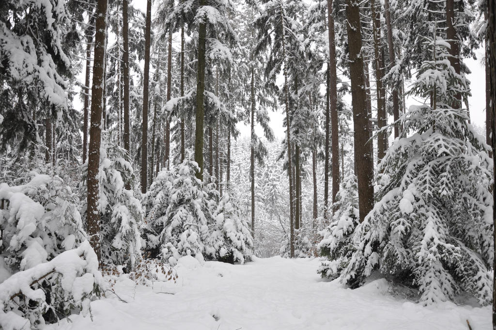 Снежок лесной. Минусинский Бор зимой. Зимний лес. Заснеженный лес. Зимой в лесу.