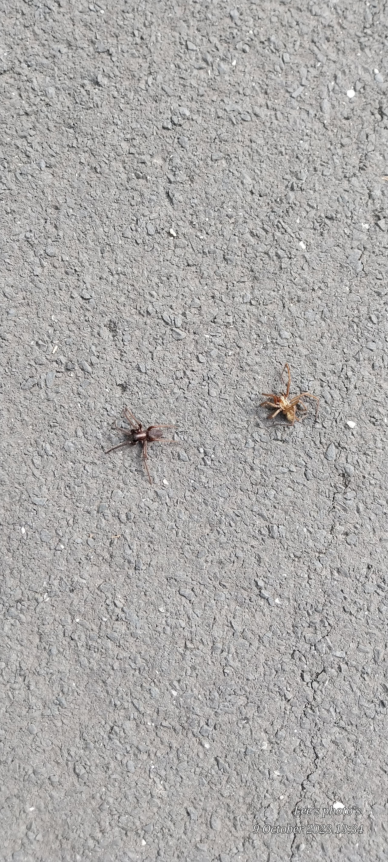 2 Spiders