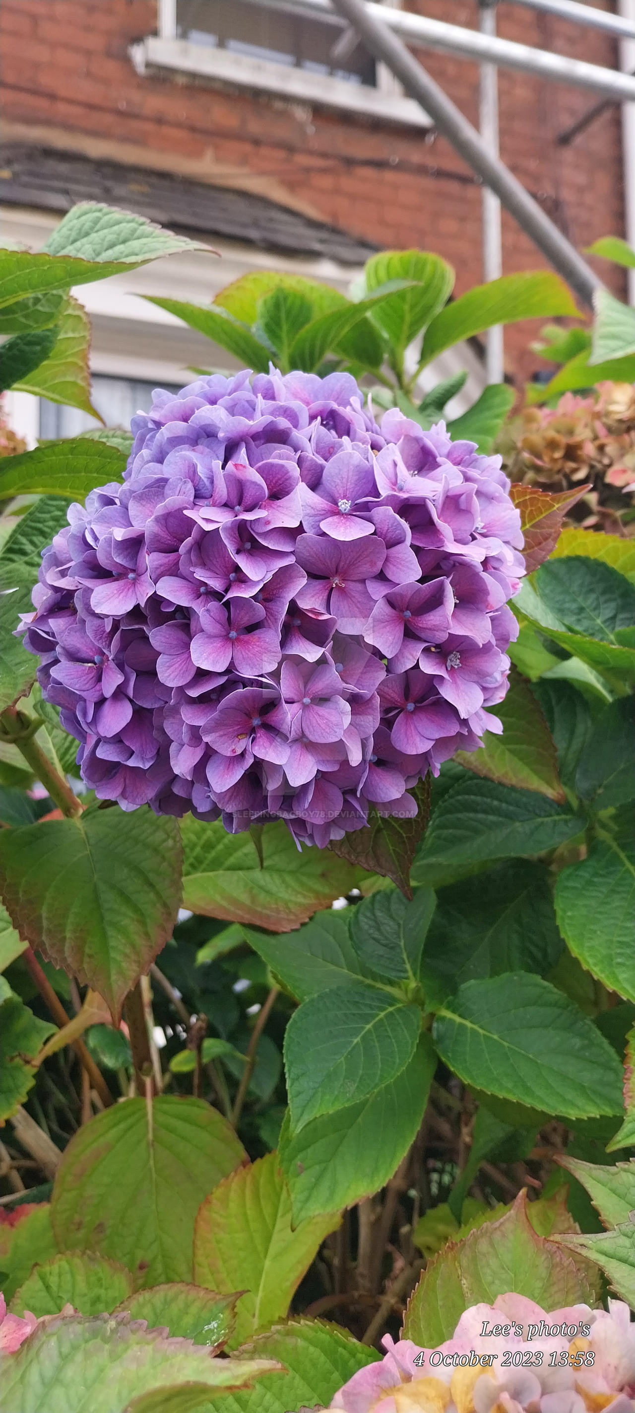 Hydrangea
