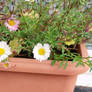 Flowers in a tub