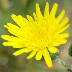 Flower 3