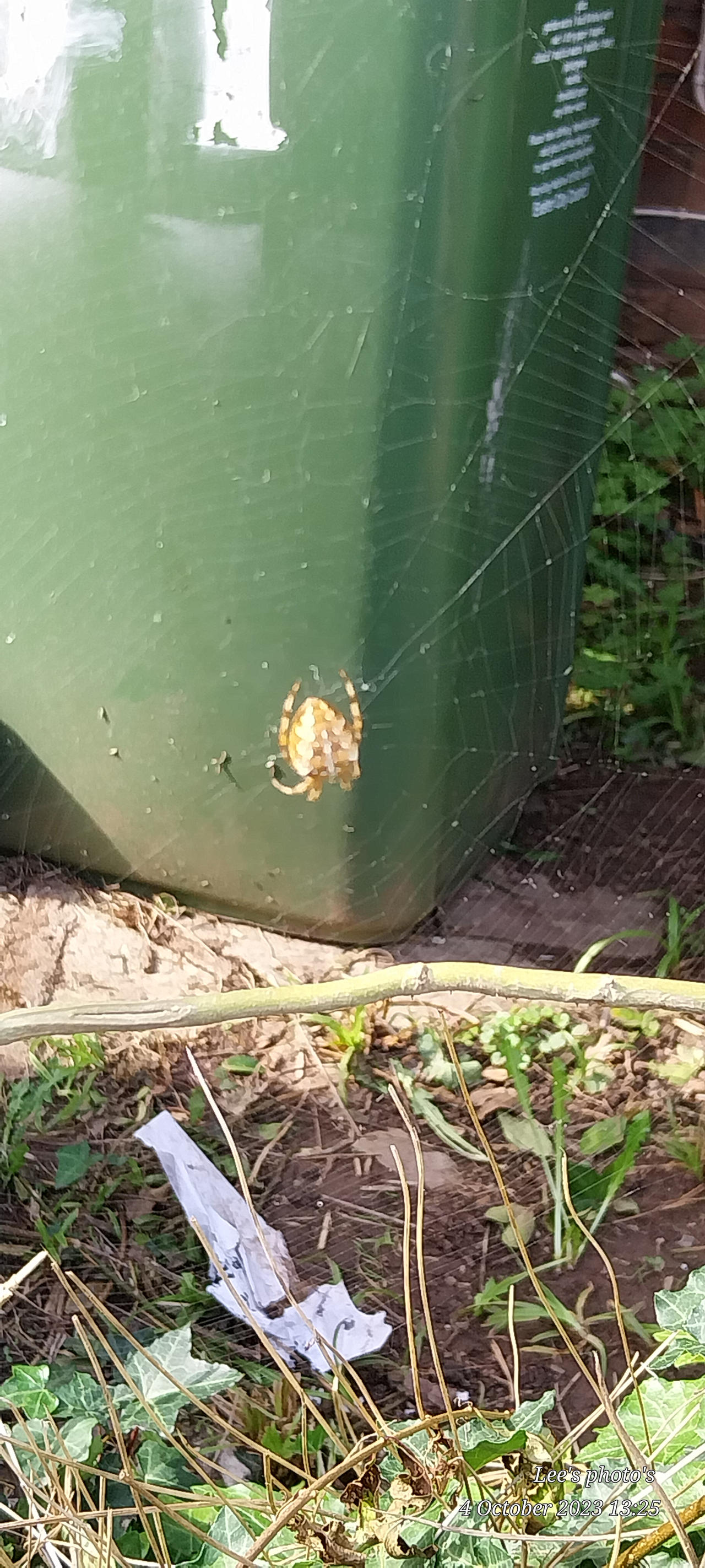 Spider and web