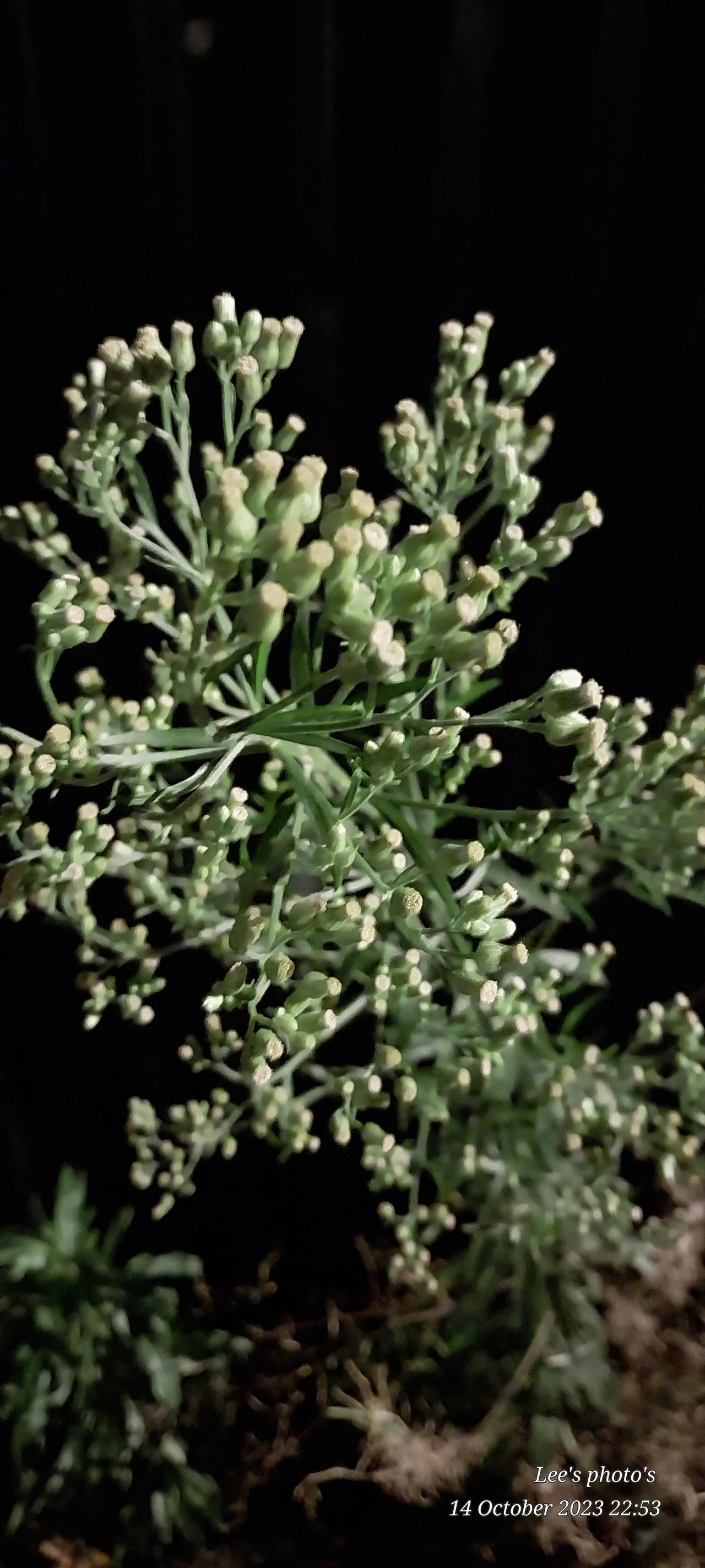 Unknown plant 2