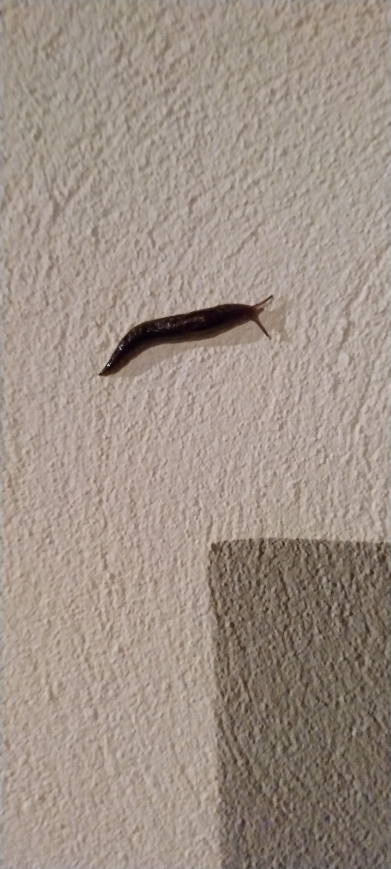 Climbing slug on a wall