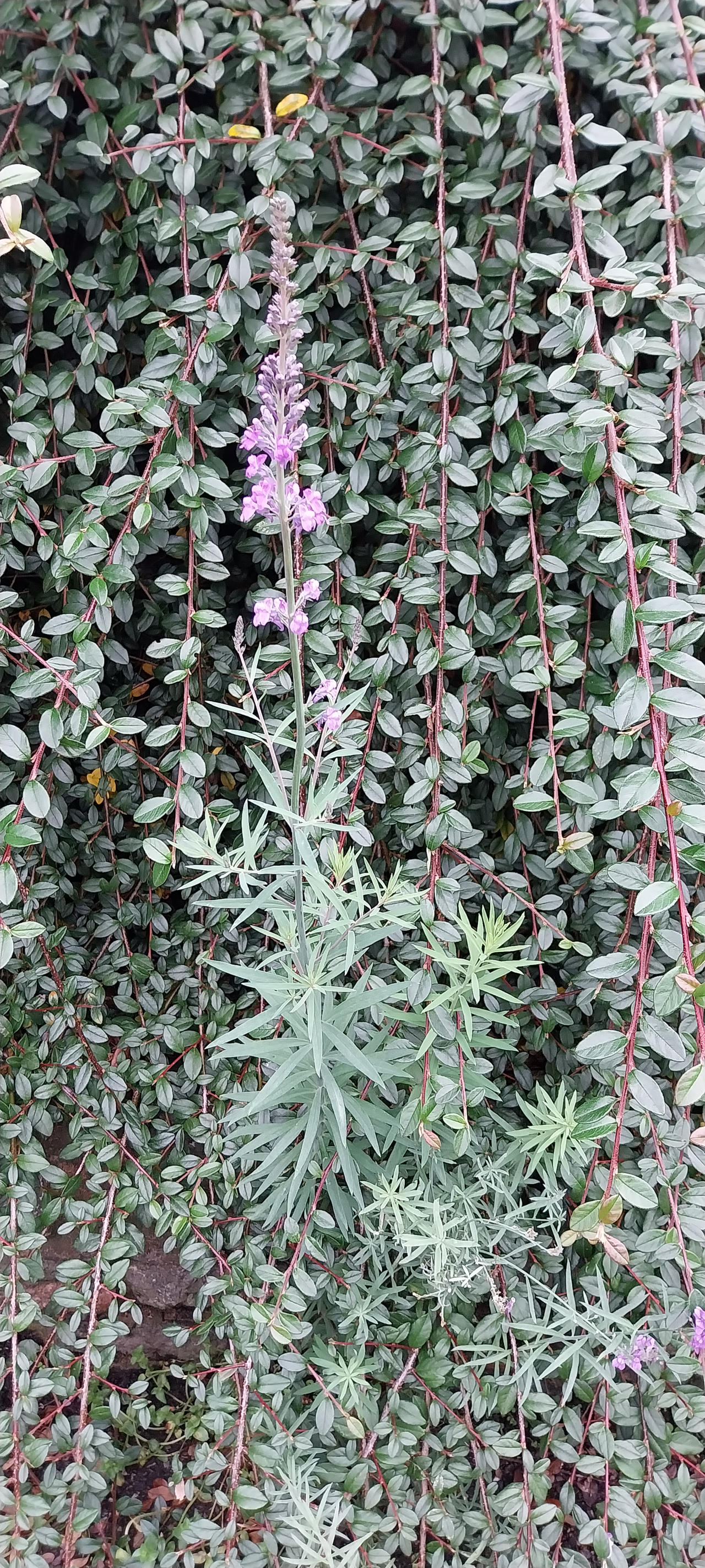 Pink flowers