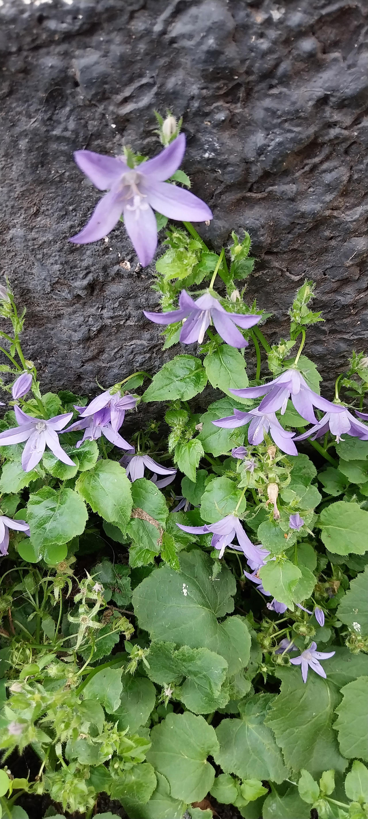 Purple flower