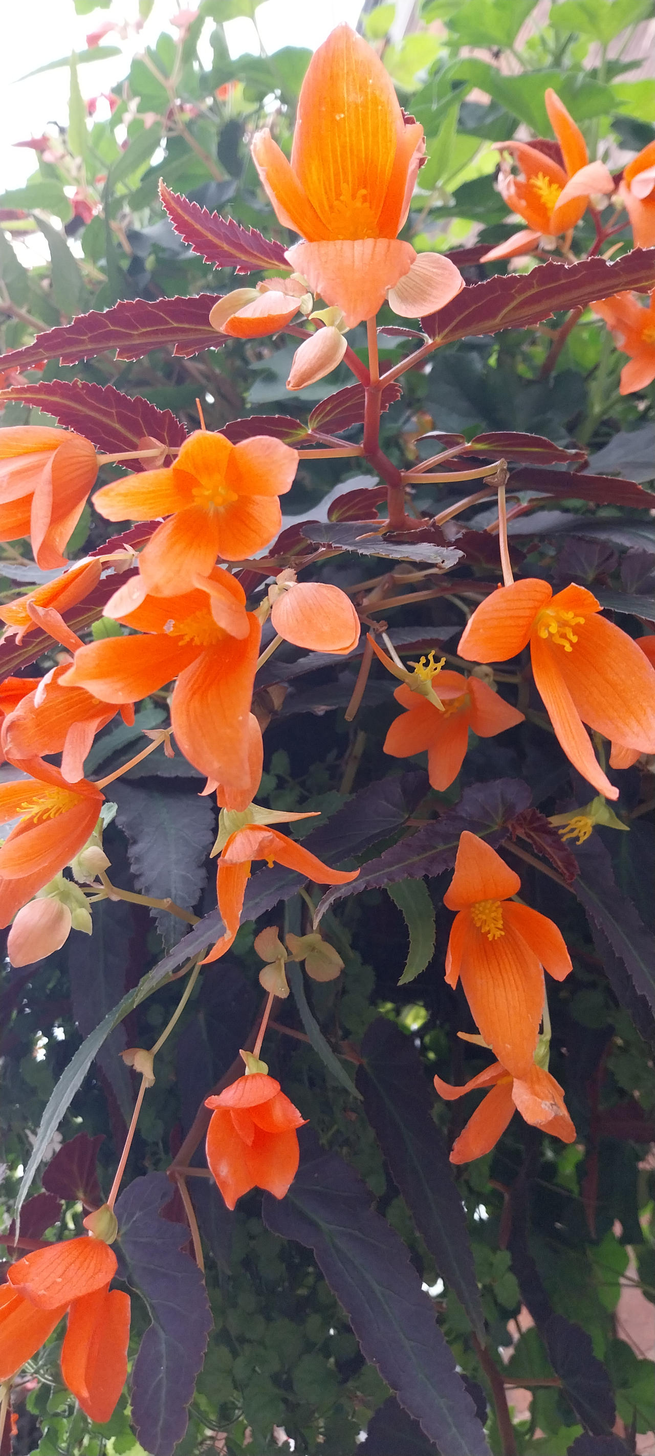 Orange flower