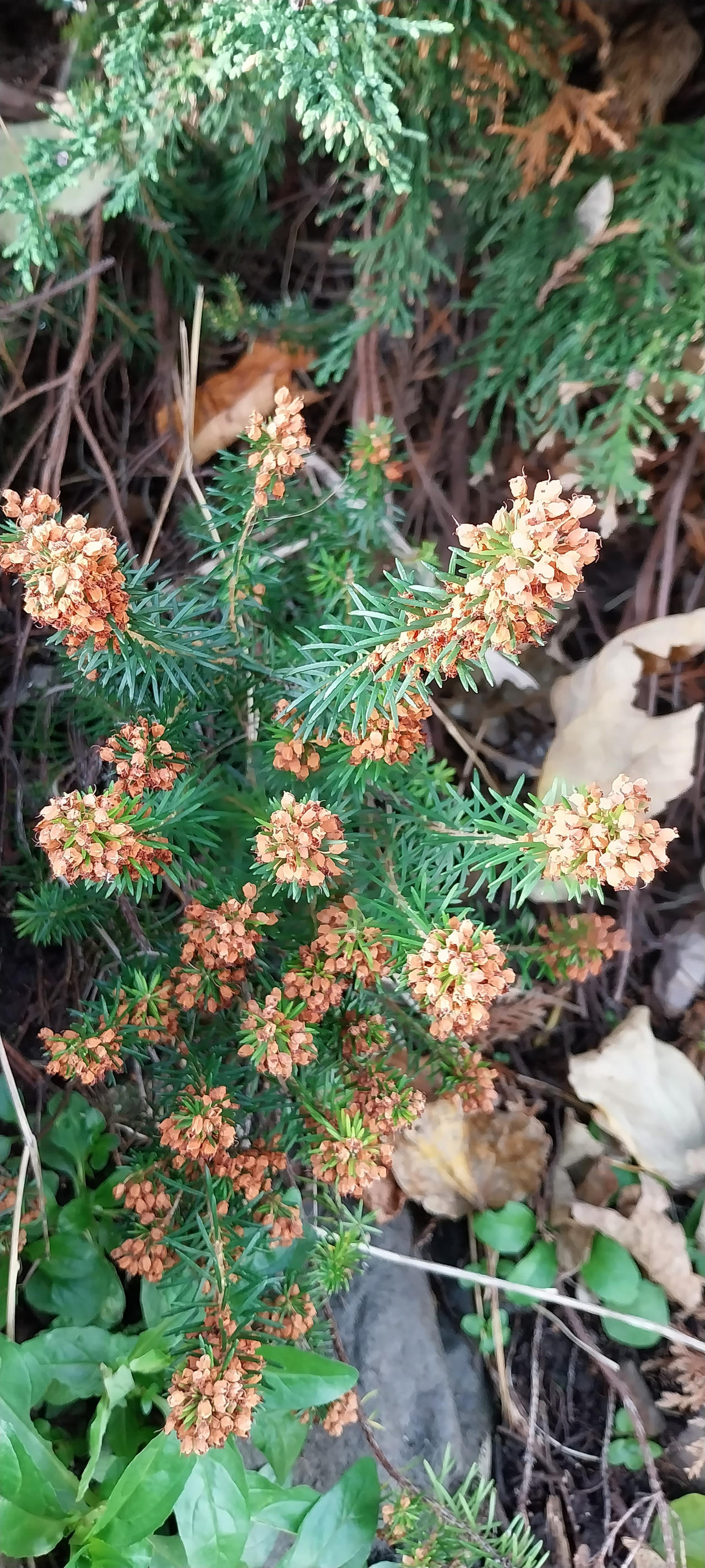 Spiked plant