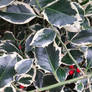 Festive photo of holly