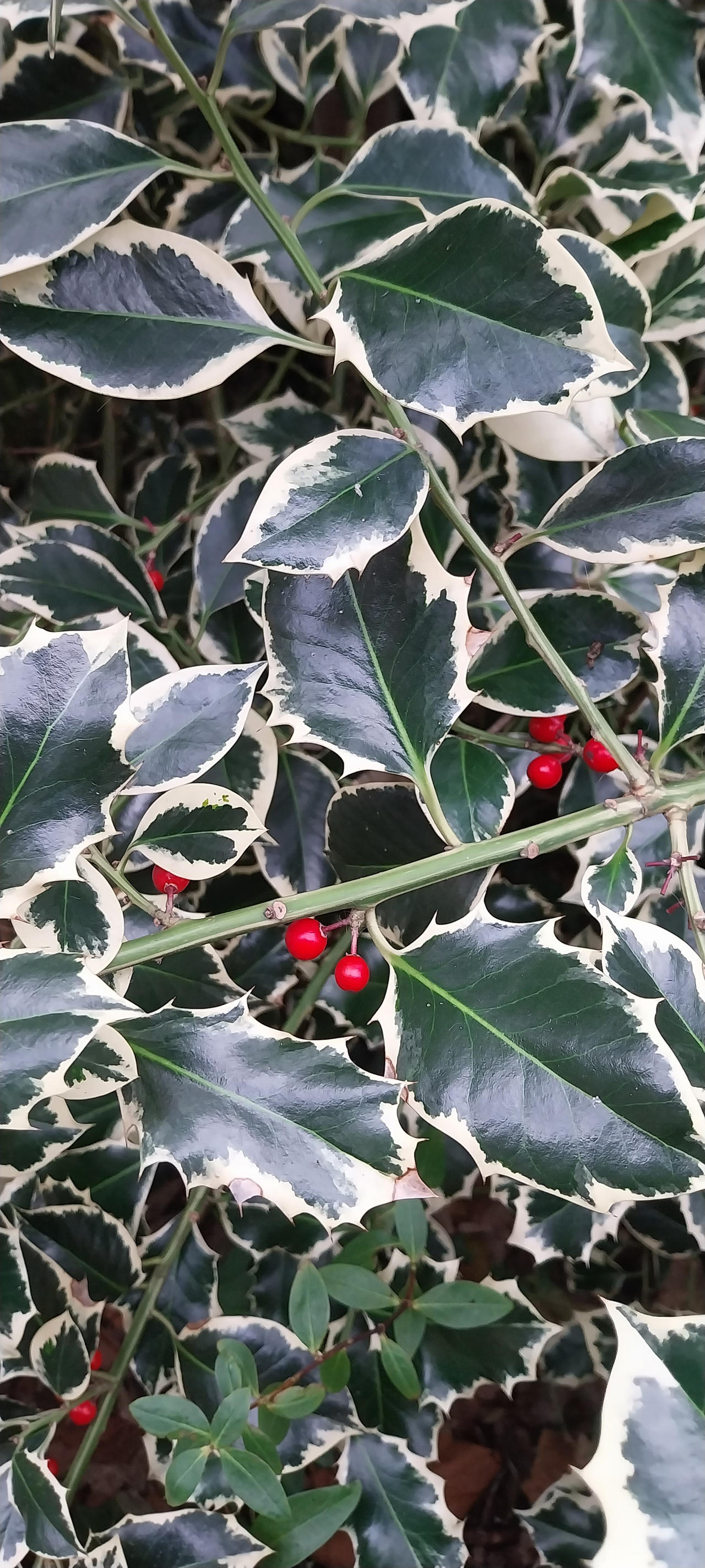 Festive photo of holly