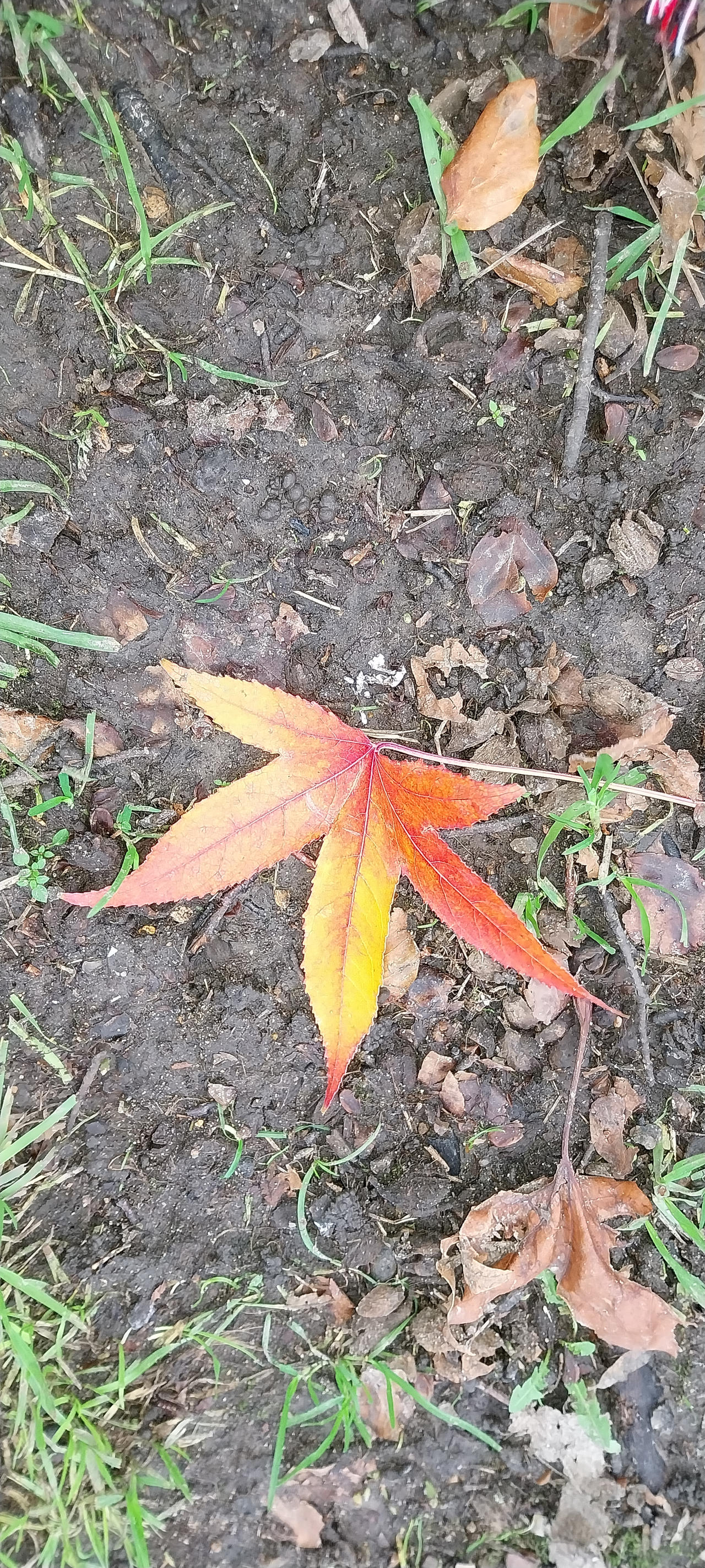 Leaf