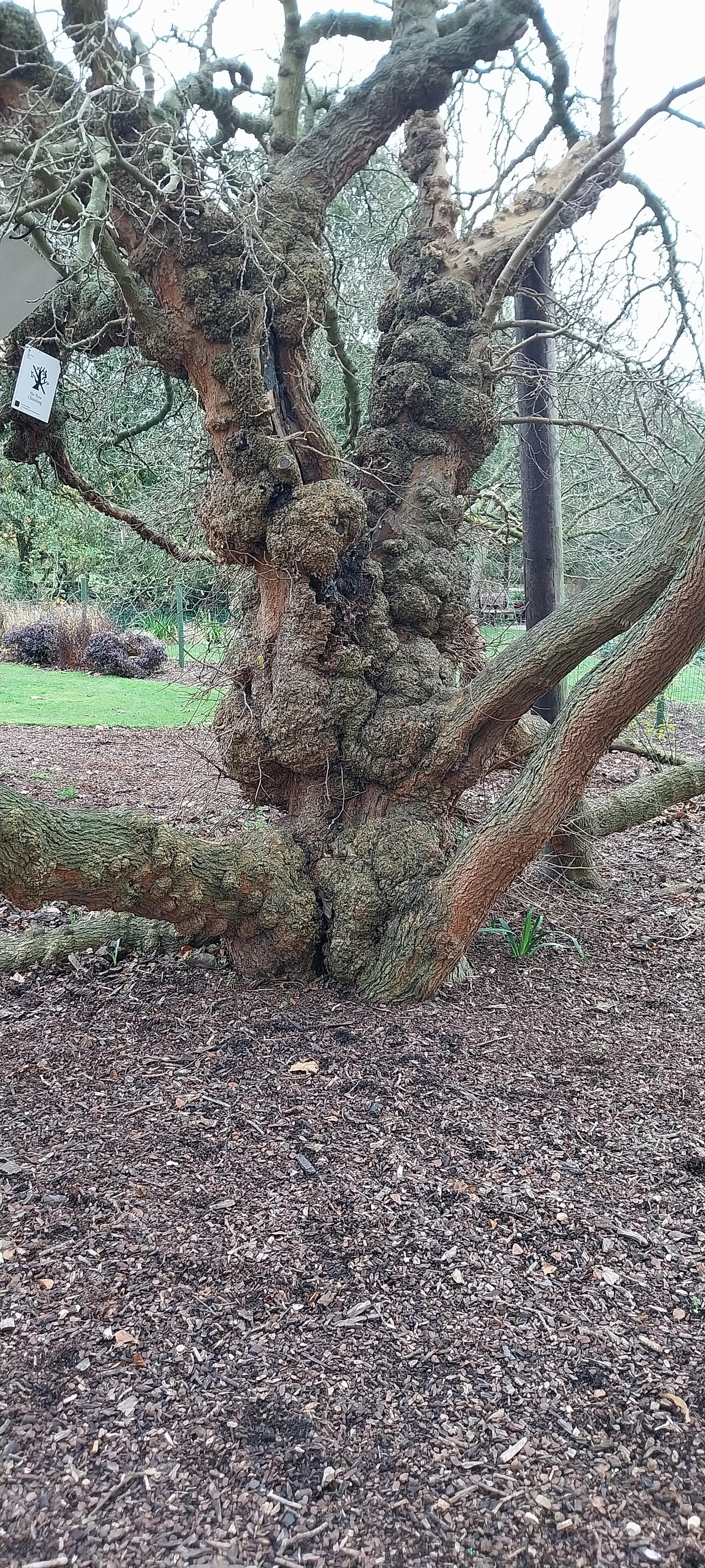 Tree 1