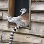 Lemur in a window