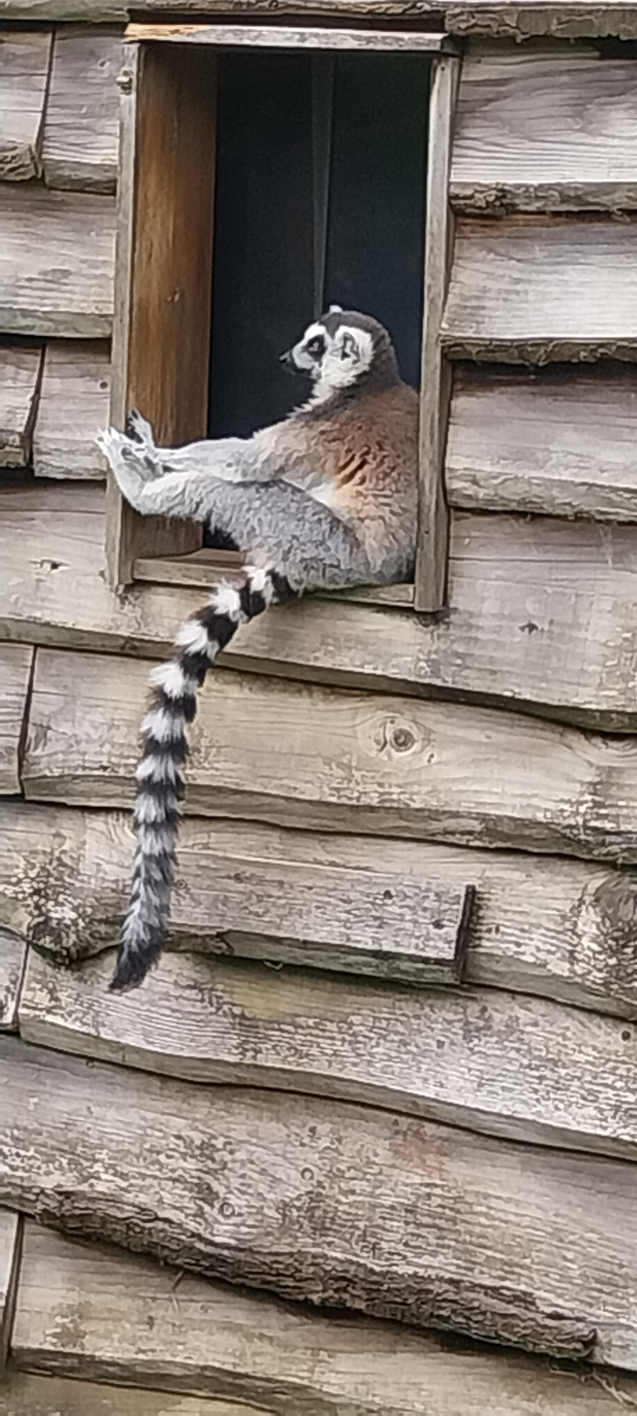 Lemur in a window