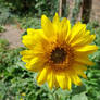 Sunflower 1