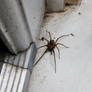 Spider 3
