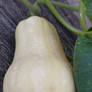 Squash on the vine