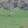 Zebras
