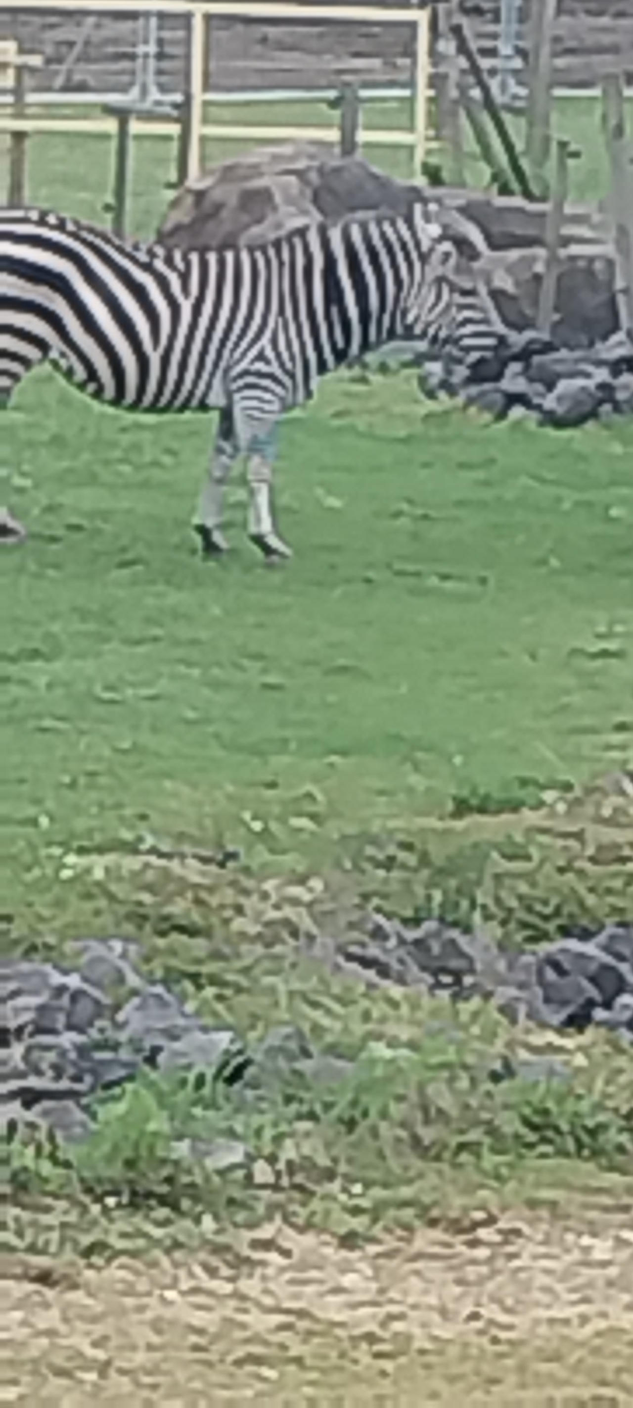 Zebras