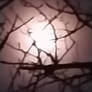 Moonlight through branches