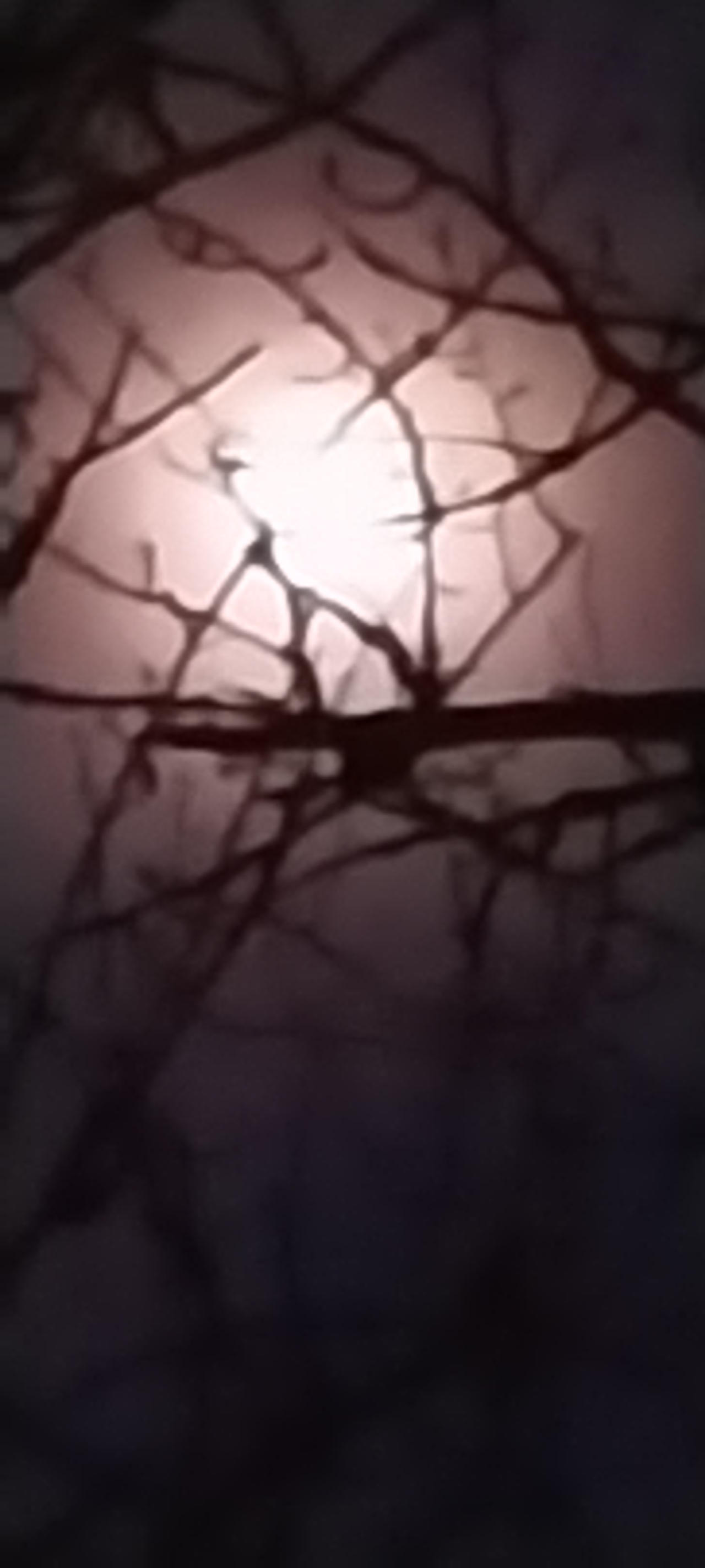 Moonlight through branches
