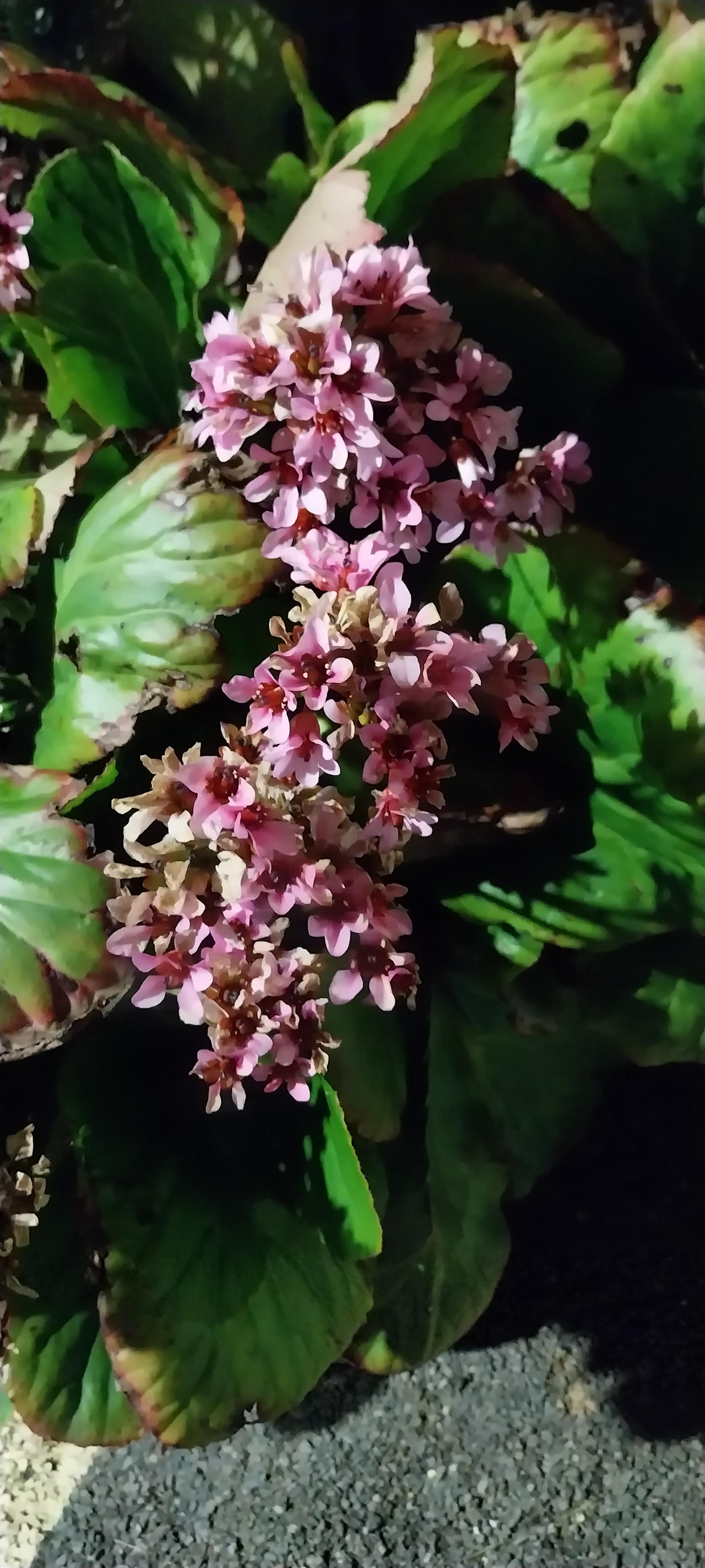 Flowers 6